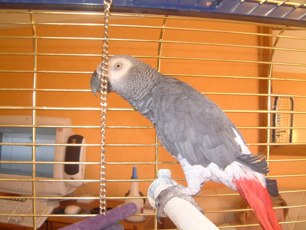 This is Wallace
