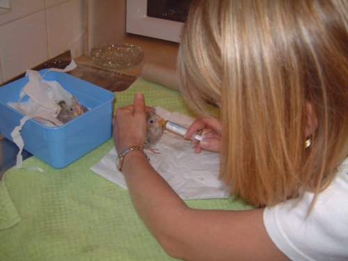 picture of Carolanne hand feeding little weep weep