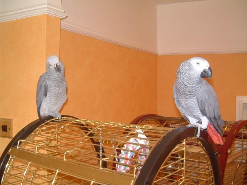 This is Stan & Ollie